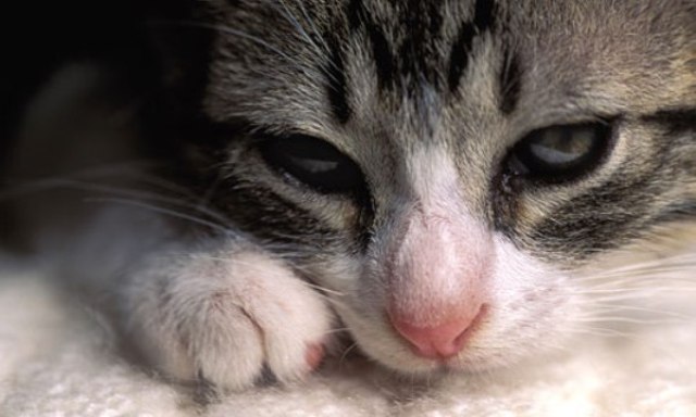 Профілактика глистів у кошенят: народні способи лікування, профілактика