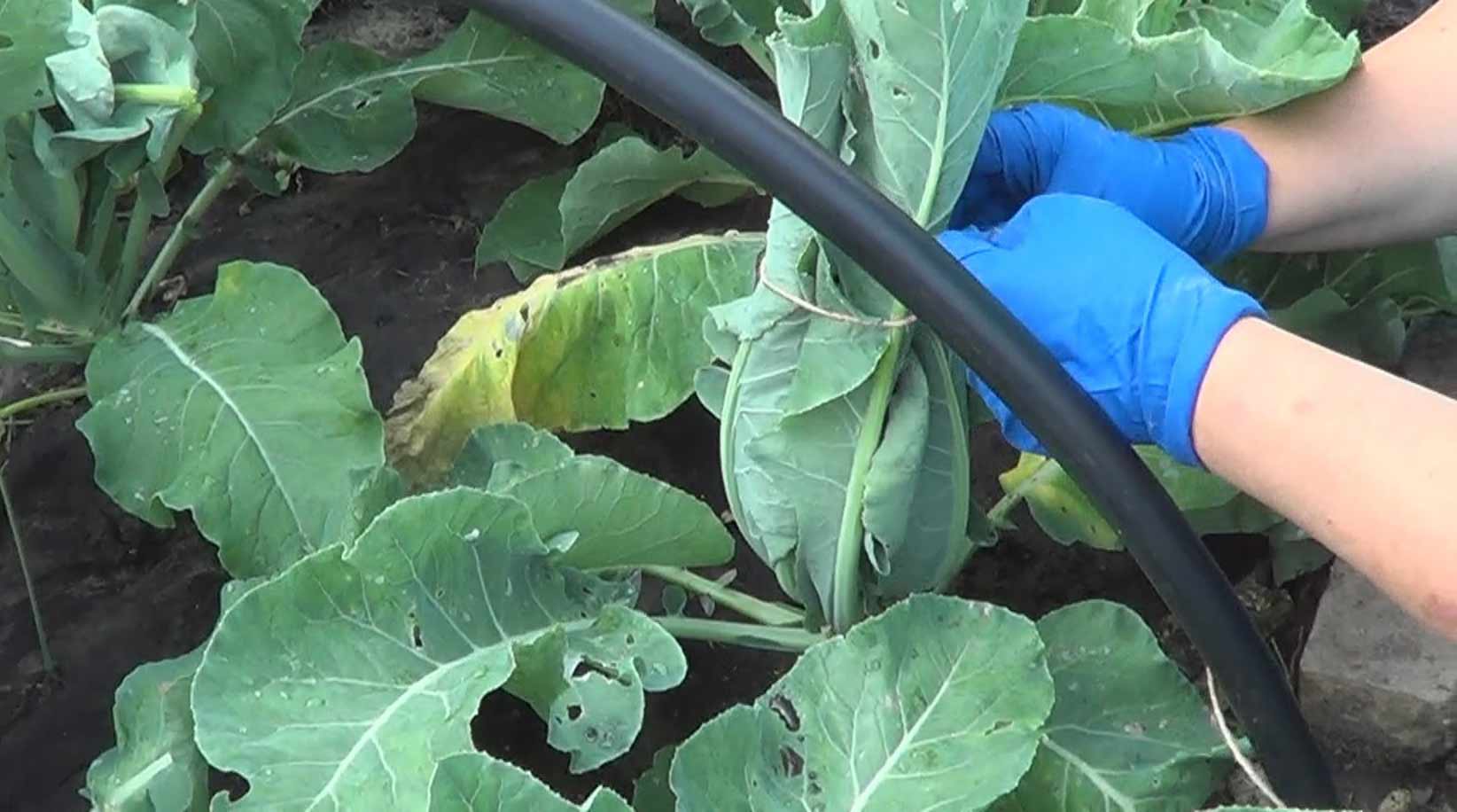 Вибір сорту і особливості вирощування цвітної капусти в тепличних умовах