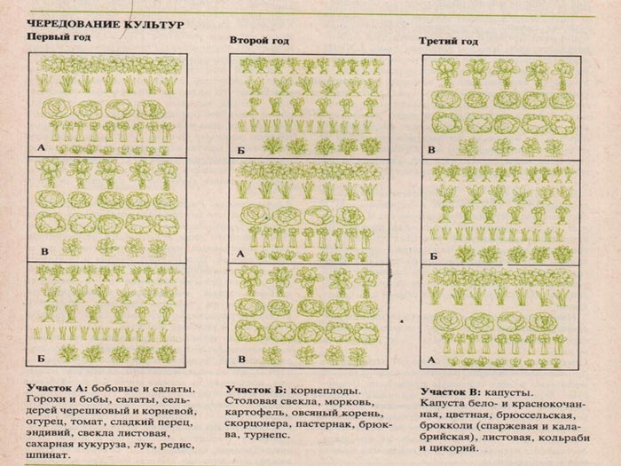 Що робити, якщо чорніють помідори в теплиці