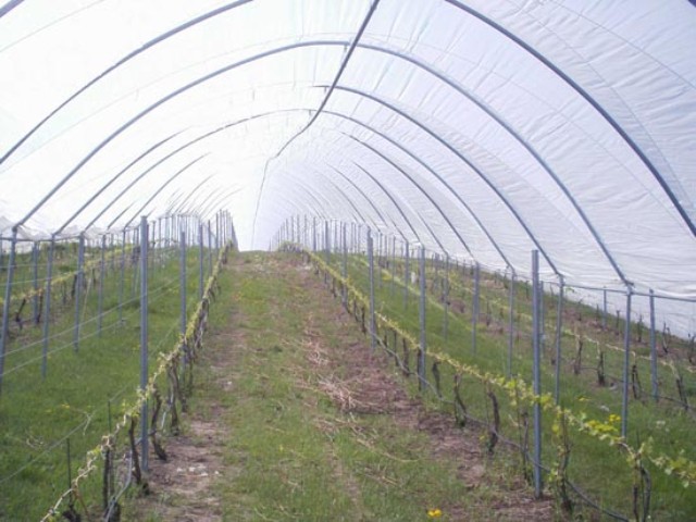 Правила вирощування винограду в теплиці