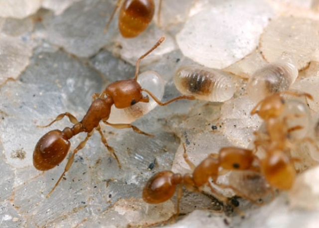 Фараонова мурахи: як виглядає, ніж шкоди, як позбутися