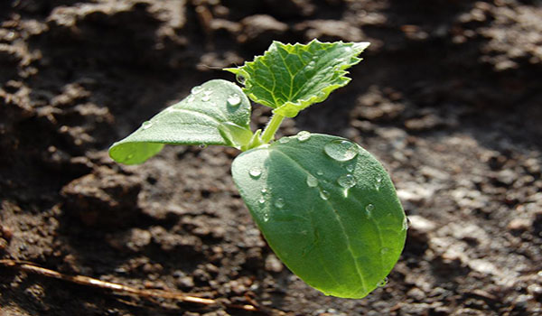 Способи збільшення врожайності огірків тепличних умовах