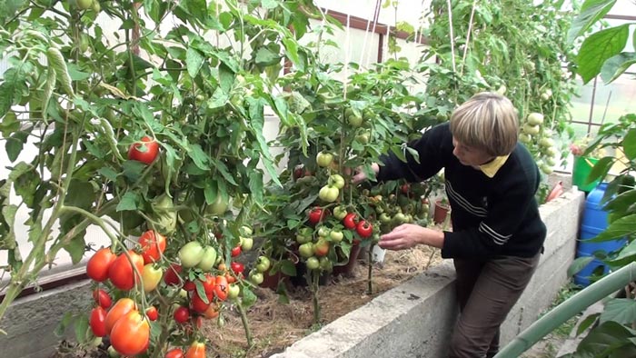 Правила обрізки томатів в тепличних умовах