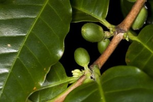 Як виростити кавове дерево своїми руками
