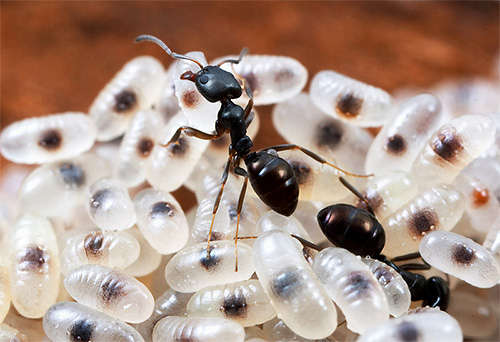 Як виглядають мурахи: фото галерея