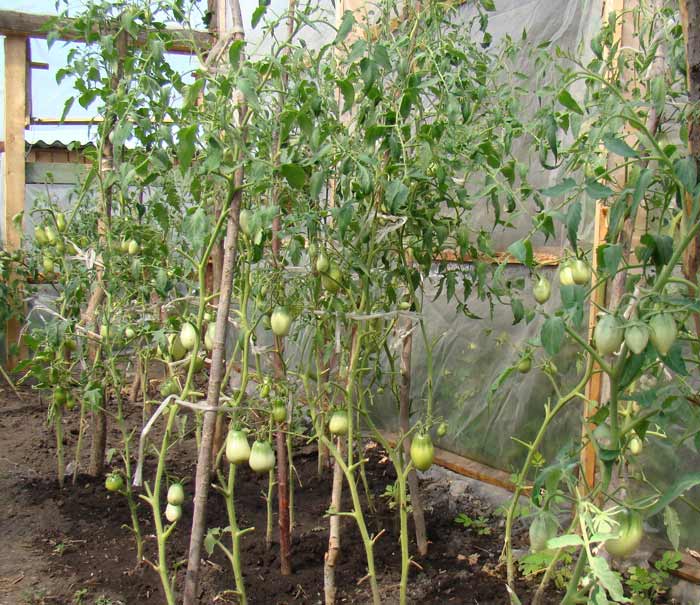 Причини і способи усунення розтріскування тепличних томатів