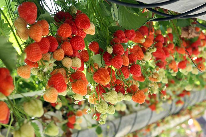Як отримувати врожай полуниці в теплиці круглий рік