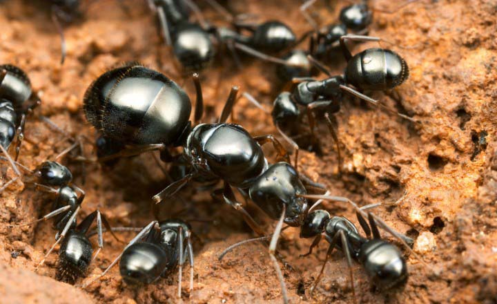 Як виглядають мурахи: фото галерея