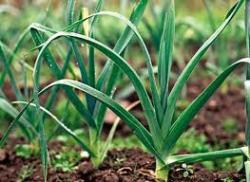 Вирощування цибулі порею в теплиці: від заготівлі насіння до збору врожаю