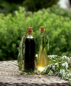 Ефірна олія полину: від молі, вошей, клопів, яку обрати і як застосовувати для позбавлення від квартирних комах