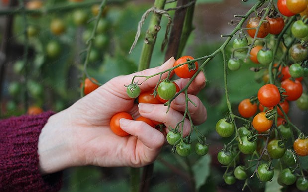 Всі вимоги, що предявляються до вирощування тепличних томатів