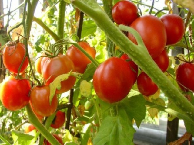 Вивчаємо як вирощувати помідори в теплиці: відео інструкція по етапах