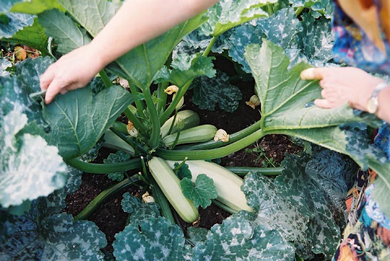 Вибір сорту і особливості вирощування кабачків в теплиці