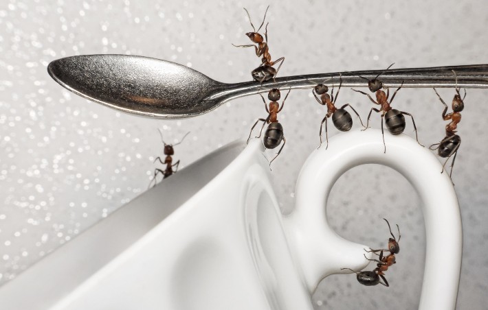 Народні засоби від домашніх мурашок: огляд популярних засобів, правила використання, переваги і недоліки, оцінка ефективності, відео