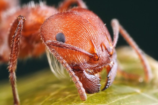 Як позбутися від дрібних мурах у квартирі: методи боротьби, кращі засоби