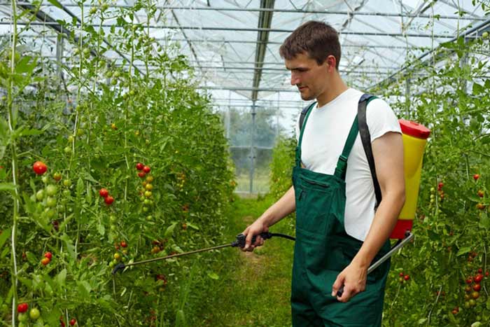 Зовнішні ознаки і способи боротьби з фітофторою на тепличних помідорах