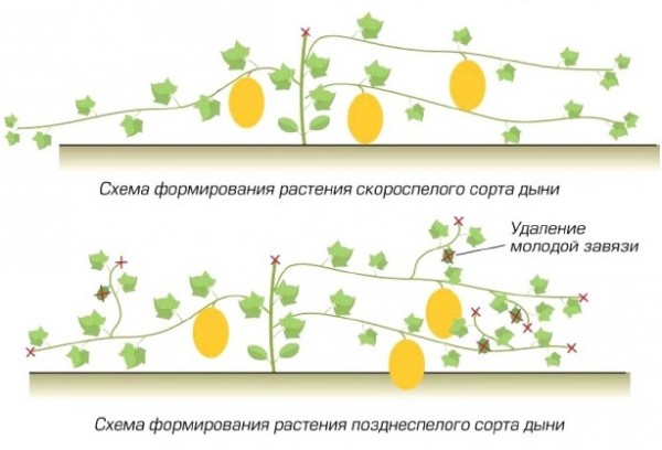 Особливості вибору сорту і основні правила вирощування тепличних кавунів і динь