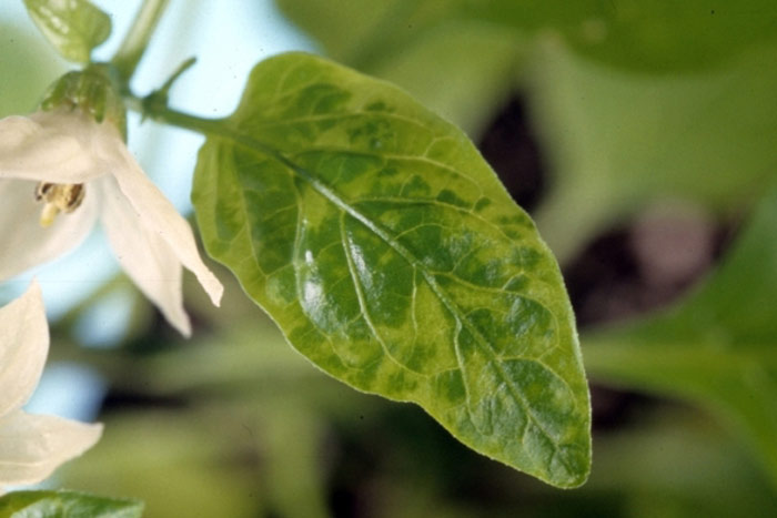 Причини пожовтіння листя на тепличних перці і способи розвязання проблеми