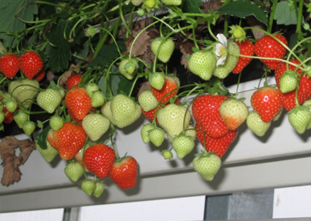 Розкриваємо особливості вирощування полуниці в теплиці на всіх етапах