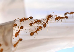 Як вивести мурах: шляхи проникнення в квартиру, види препаратів та їх використання, народні методи, про важливість профілактики, відео