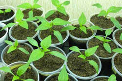 Вибір насіння і основні агротехнічні прийоми при вирощуванні розсади перцю