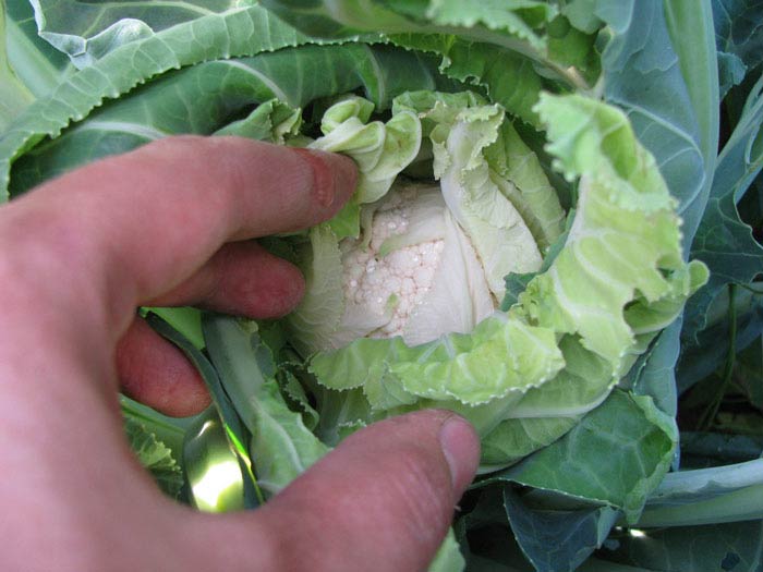 Вибір сорту і особливості вирощування цвітної капусти в тепличних умовах