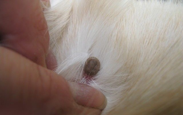 Як витягнути кліща з під шкіри людини і тварини може кліщ залізти повністю під шкіру