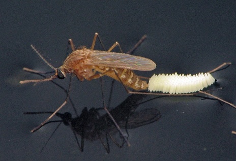 Як виглядають комахи шкідники: фотогалерея