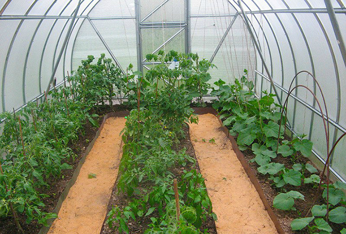 Варто садити помідори та огірки в одній теплиці