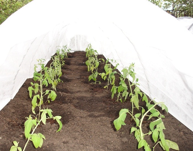 Парник «Даяс» захистить ваш урожай від спеки, холоду та вітру