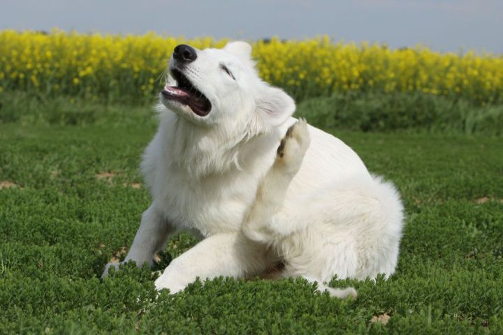 Чим обробити собаку від бліх: шампуні, спреї, краплі, особливості використання, відгуки споживачів, відео