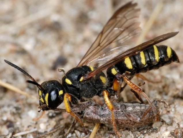 Засіб від ос: чим відлякати, небезпечні укуси і способи боротьби з комахами