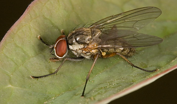 Як розпізнати цибульну муху в теплиці і боротися з нею