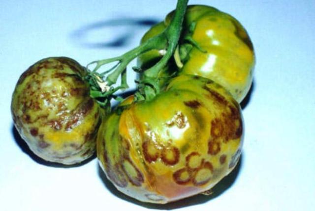 Види хвороб томатів у теплиці та методи боротьби з ними