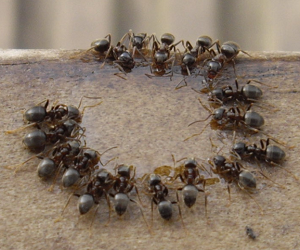 Як позбутися від мурашок в квартирі – руді і чорні мурахи