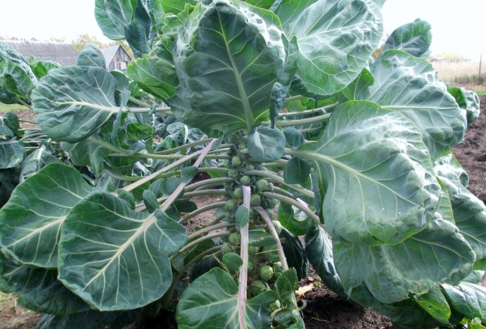 Основні характеристики і правила вирощування брюссельської капусти в теплиці