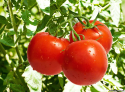 Особливості вибору низькорослих сортів томатів для теплиці