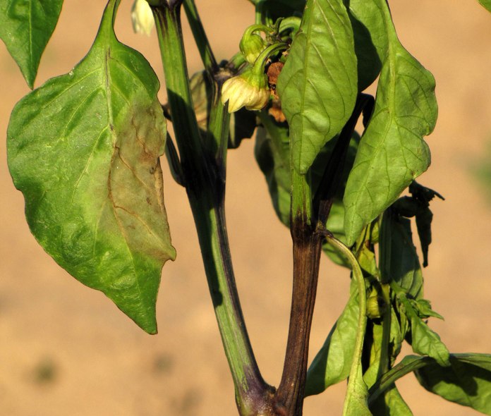 Причини скручування і вянення листя тепличного перцю