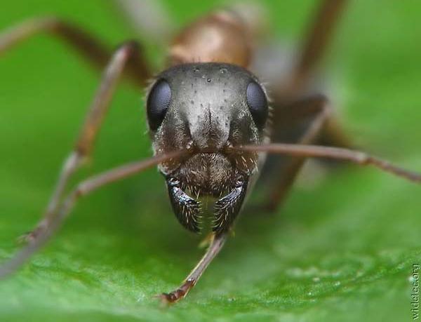 Борна кислота від мурах: рецепт приготування, особливості застосування, відгуки
