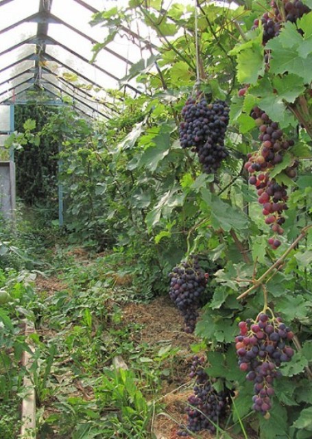 Правила вирощування винограду в теплиці