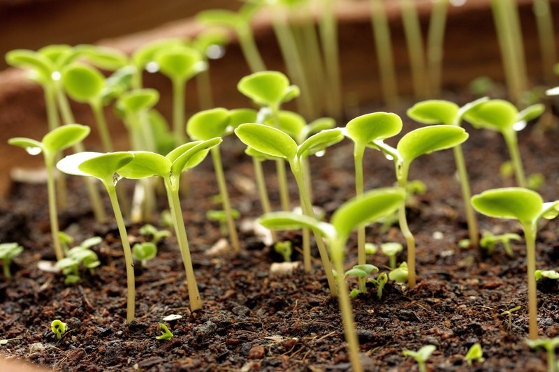 Як садити розсаду – процес, подробиці, підказки