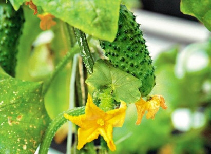 Зовнішні ознаки і способи захисту огірків в теплиці від цвілі