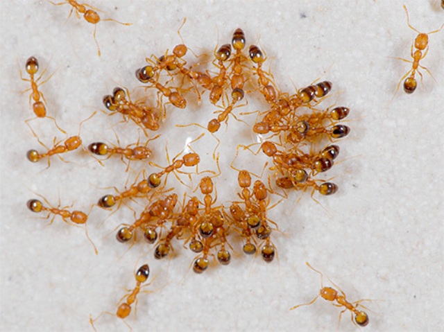 Фараонова мурахи: як виглядає, ніж шкоди, як позбутися