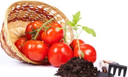 Коли і як садити помідори: хитрощі і премудрості правильної посадки