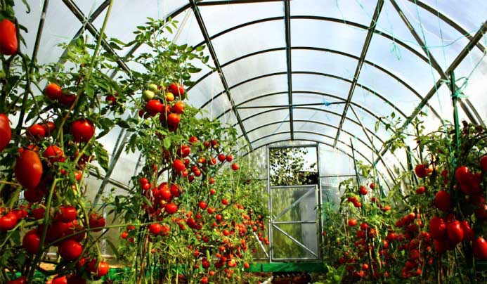 Особливості посадки і вирощування томатів у теплиці з полікарбонату