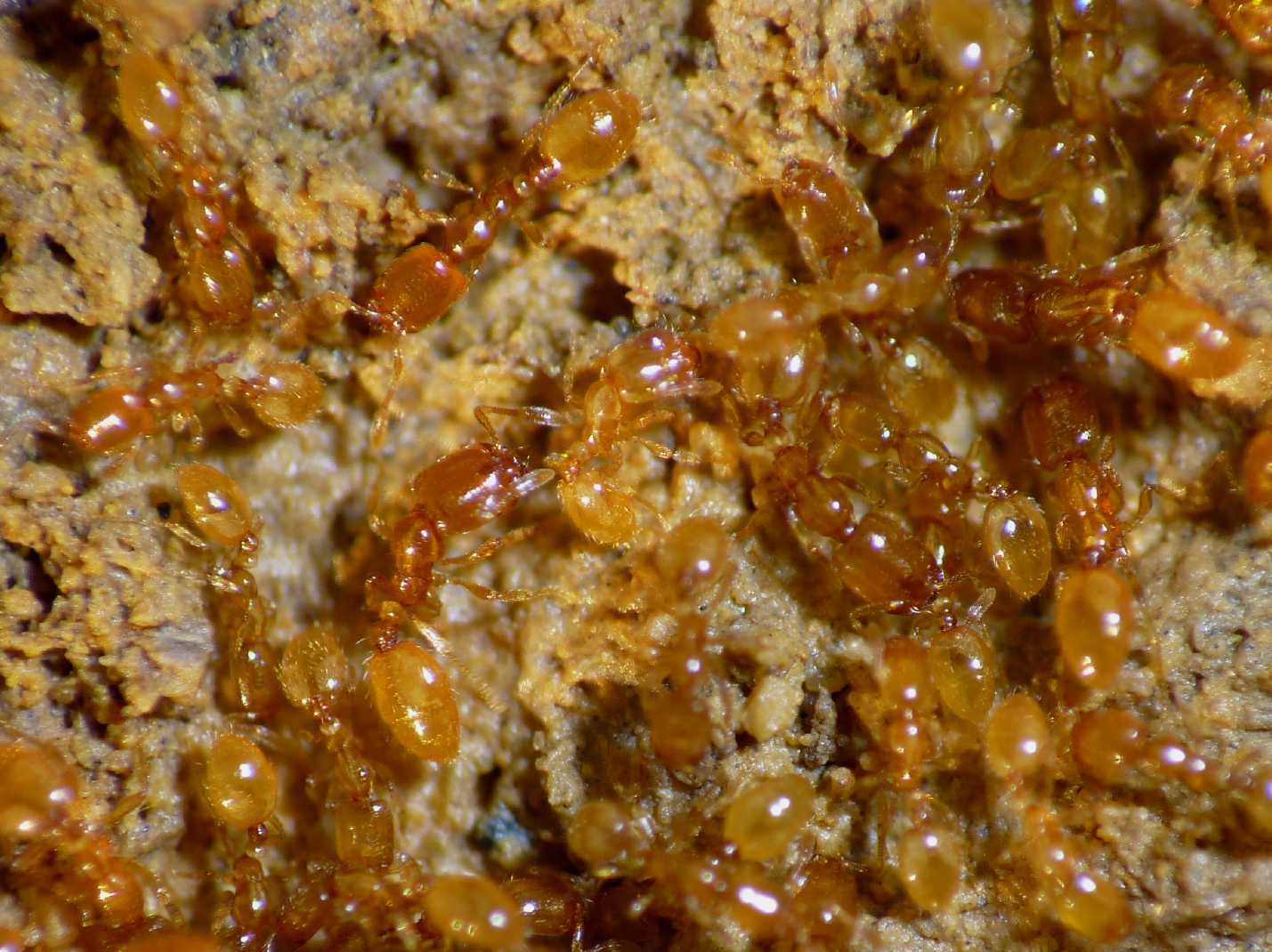 Жовті мурахи: як позбутися, звідки беруться, чим небезпечні, фото