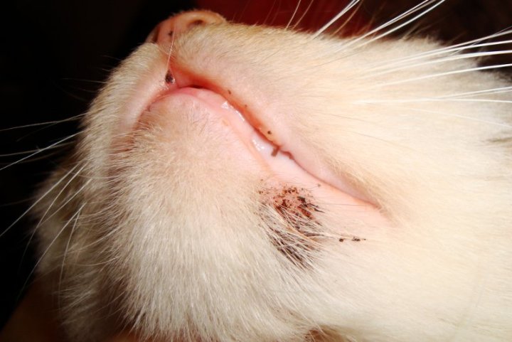 Заходи профілактики бліх у кішок