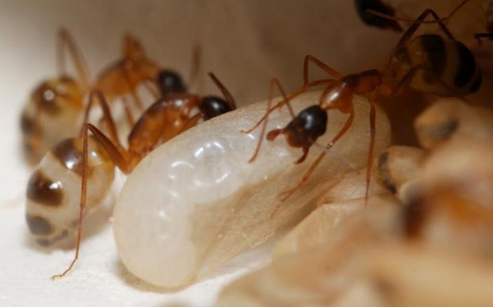 Домашні мурахи: зовнішній вигляд, причини появи, небезпека для людини, думку фахівців, відео