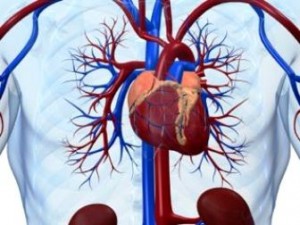 Дифузний кардіосклероз: особливості прояву та лікування захворювання