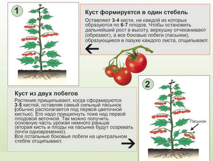 Сорти ранніх томатів: переваги та правила догляду
